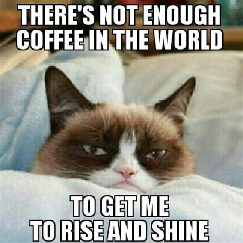 Rise And Shine Meme Rise And Shine Funny Grumpy Cat Memes Grumpy