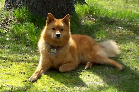 Finnish Spitz Dog Information Facts And Pictures All Wildlife Photographs