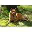 Finnish Spitz Dog  Information Facts & Pictures All Wildlife Photographs