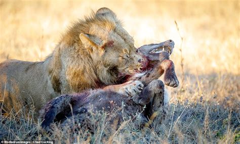 Hyena Is Ripped To Pieces By A Lion In Photos From South Africa Daily
