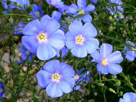 Heirloom Blue Flax Flower Linum Usitatissimum 500 Seeds