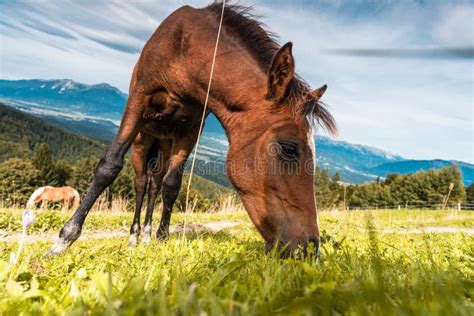 Brown Horse Grazing On Green Pasture Meadow Close Up Portrait Stock