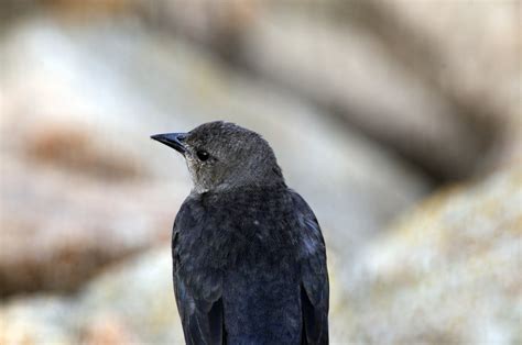 Black Bird With Grey Head Free Stock Photo Public Domain Pictures