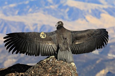 California Condors Sequoia And Kings Canyon National Parks Us
