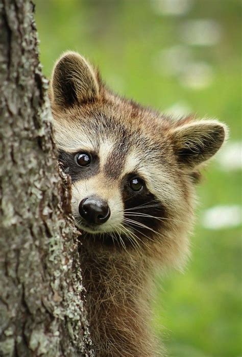 121 Best Wild Animal Photography Images On Pinterest