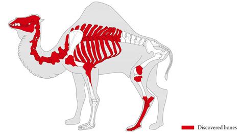 Drawing Of A Camel Skeleton With Marked Skeletal Parts Found In