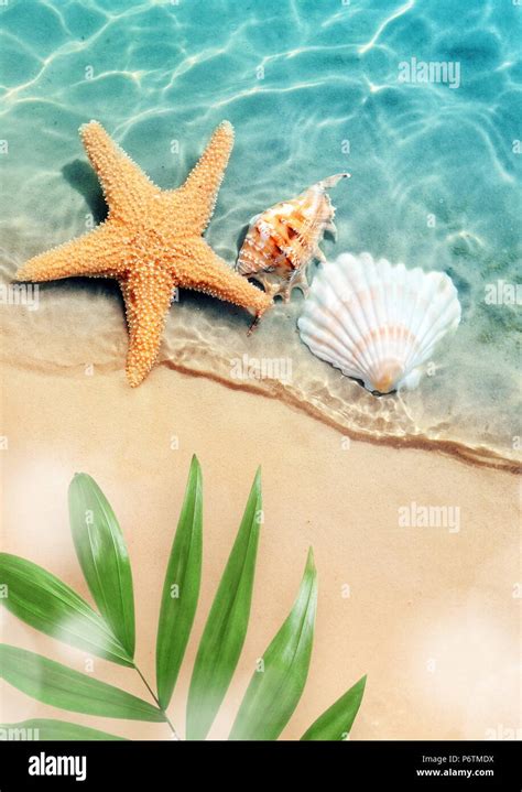 Starfish And Seashell On The Summer Beach In Sea Water Summer