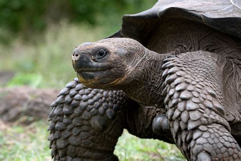 Over 150 Giant Tortoises Released On The Galápagos Islands
