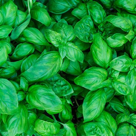 Your Guide To All The Different Types Of Basil Taste Of Home