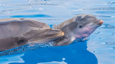 Two Dolphin Babies Born At Seaworld San Diego Youtube
