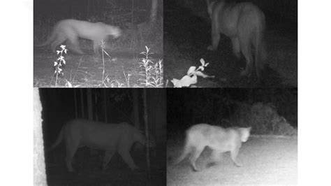 Dnr Records 6 Separate Cougar Sightings In Michigan This Year