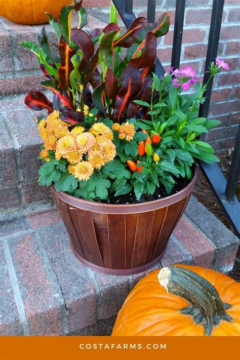 Looking Ideas For Fall Containers Fall Containers Easy Garden