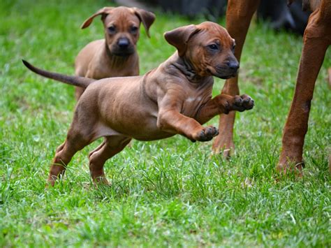 31,278 likes · 731 talking about this. Rhodesian Ridgeback Puppies And Dog Pictures - Pictures Of ...