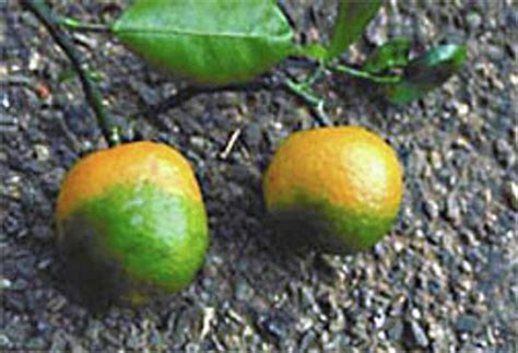 Citrus Greening Disease Takes Root In Texas