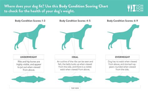 Is My Dog Overweight Chart