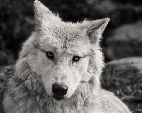 Imagen gratis: Lobo blanco, monocromo, cabeza, animal, blanco