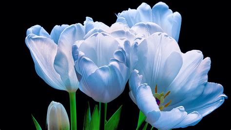 Beautiful Blue Tulips Wallpaper Backiee