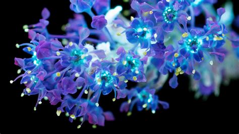 A Photographer Captures Plants Invisible Uv Glow Glowing Flowers