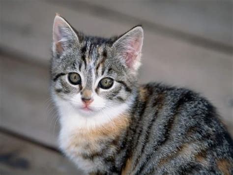 Tabby Cat Bing Images Warrior Cats Cute Kittens Cats And Kittens