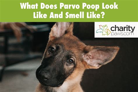 What Does Parvo Dog Poop Look Like