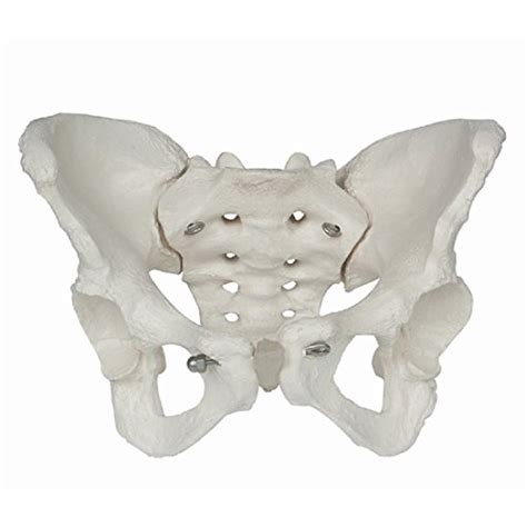 Buy Tinsay Female Pelvic Skeleton Anatomical Model Female Pelvis
