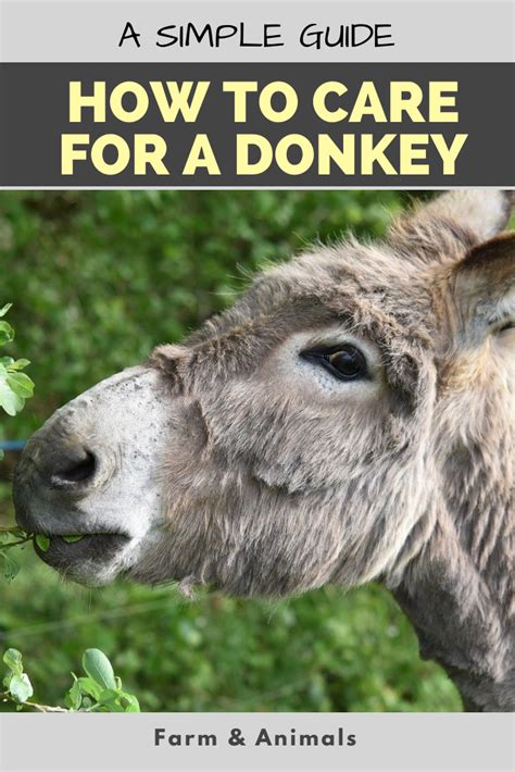 Donkey Care Donkey Donkey Baby Donkey Mini Donkey Donkey Breeds