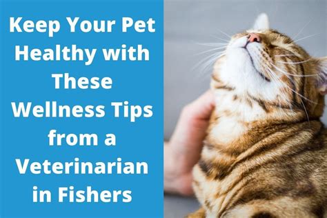 Keep Your Pet Healthy With These Wellness Tips From A Veterinarian In