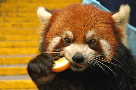 El Hermoso Panda Rojo Agridulce