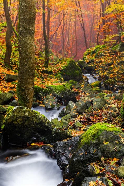 Stream Flowing Over Mossy Rocks In Autumn Forest Stock Photo Image Of
