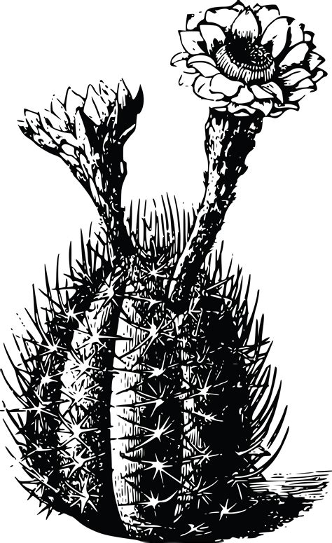 Choose from 2000+ cactus clip art images and download in the form of png, eps, ai or psd. Free Clipart Of A cactus