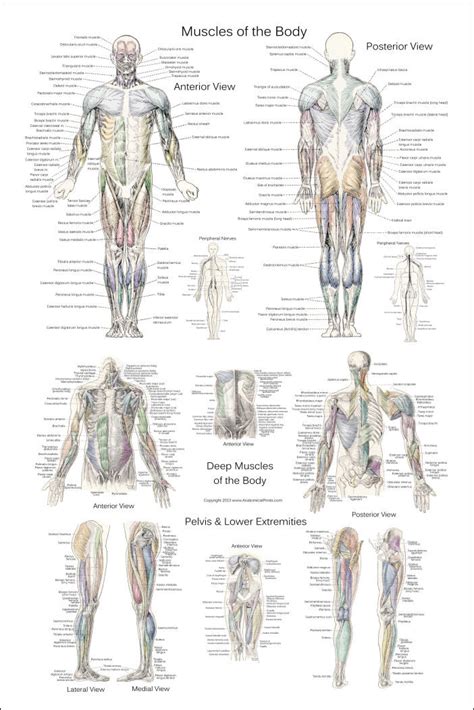 Anterior And Posterior Muscles Of The Human Body Poster Clinical