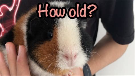 How To Tell A Guinea Pigs Age Youtube