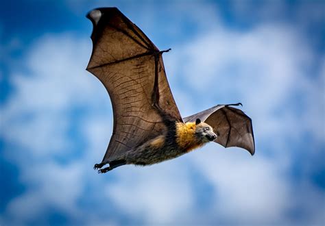 Flying Fox Fruit Bat By ⭐️kathie T⭐️ Nov16