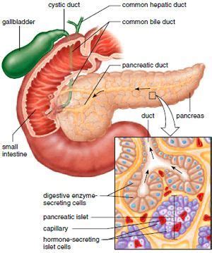 Pancreas are about 6 inches long. The pancreas is an exocrine gland when it secretes ...