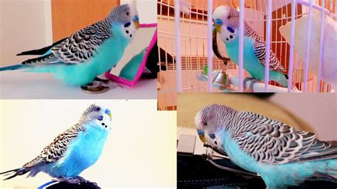 Budgie Sounds Raw Footage Chirping Singing Talking To Mirror