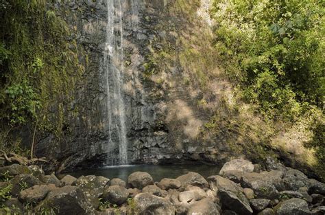 The Top 10 Manoa Falls Tours And Tickets 2023 Oahu