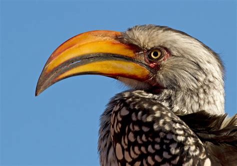 Male Southern Yellow Billed Hornbill South African Birds Beautiful