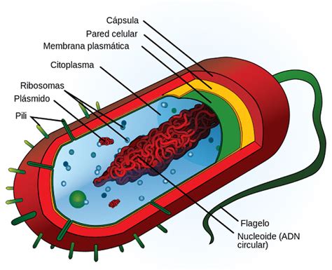 Tipos De C Lulas Y Sus Caracter Sticas Eucariotas Y Procariotas Artofit