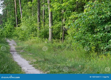 Footpath In Summer Forest Stock Image Image Of Environment 150154411