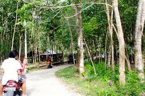 Wisata alam jembatan gantung situ gunung dan curug sawer | sukabumi #destinasiid. Opini: Antara Pengelolaan Hutan Berbasis Negara dan Masyarakat : Mongabay.co.id