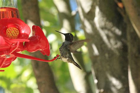 Hummingbird Love Photograph By Raquel Amaral Fine Art America
