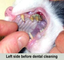 If a tooth becomes infected, then the inflammation can spread to the sinuses and produce mucus. Dental Problems in Cats | Manhattan Cat Specialists | Articles