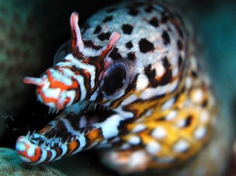 The Dragon Moray Eel Is One Of The Most Visually Striking Creatures On