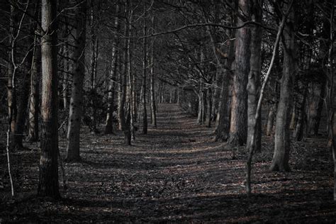 Scary Forest Wallpapers Top Free Scary Forest Backgrounds