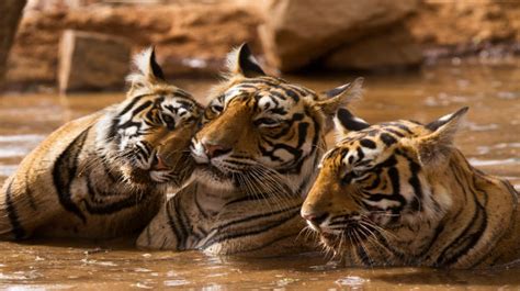 5 Best Wildlife Sanctuaries In India