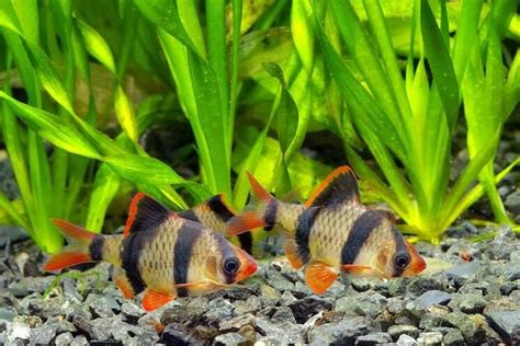 Tiger Barb Complete Care Guide Types Tank Mates And More