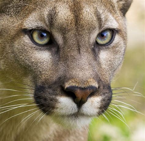 49 Best Images About Puma Medicine On Pinterest