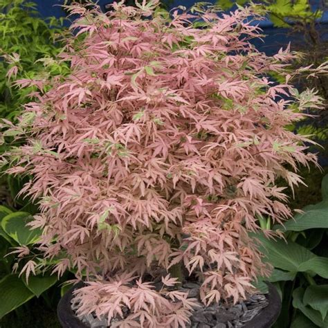 Buy Japanese Maple Acer Palmatum Taylor Pbr Delivery By Waitrose