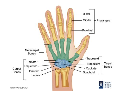 A muscle's strength depends mainly on how many fibers are present. Hand Bones - Anatomy, Structure and Diagram