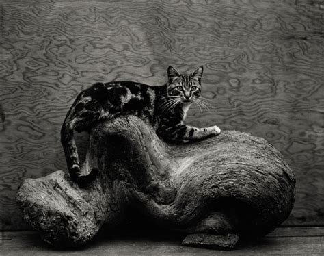 Johnny By Edward Weston 1944 Cat Edward Weston Great Cat Henry